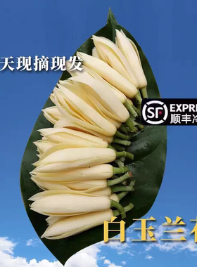 玉兰花鲜花白兰花新鲜采摘现摘的花朵花苞黄角兰黄果兰白玉兰鲜花