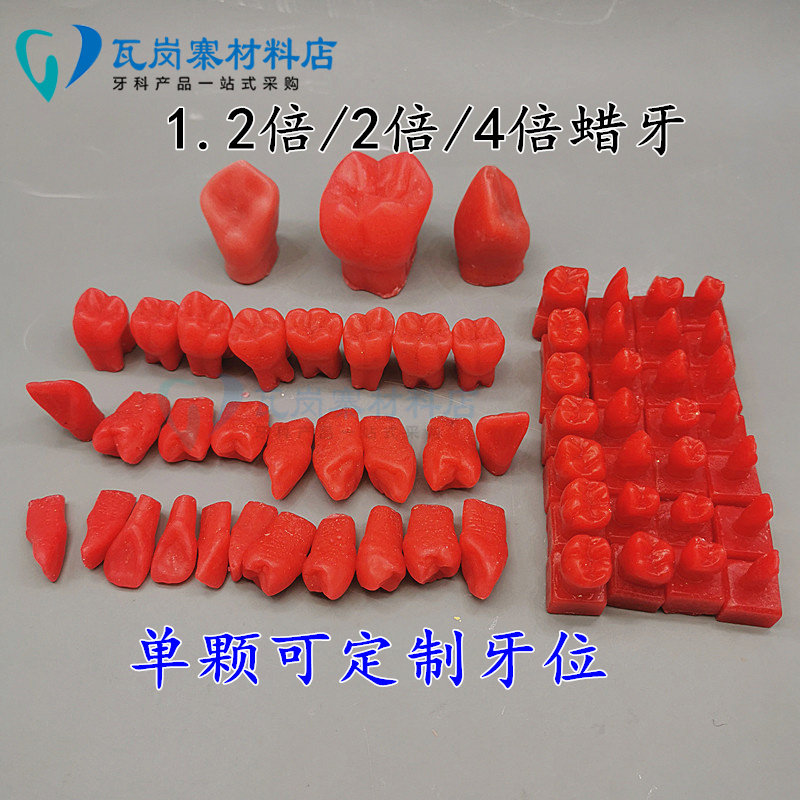 牙科 2倍牙齿蜡质模型 雕刻示范指导模具 形态标准1.2倍蜡牙 包邮