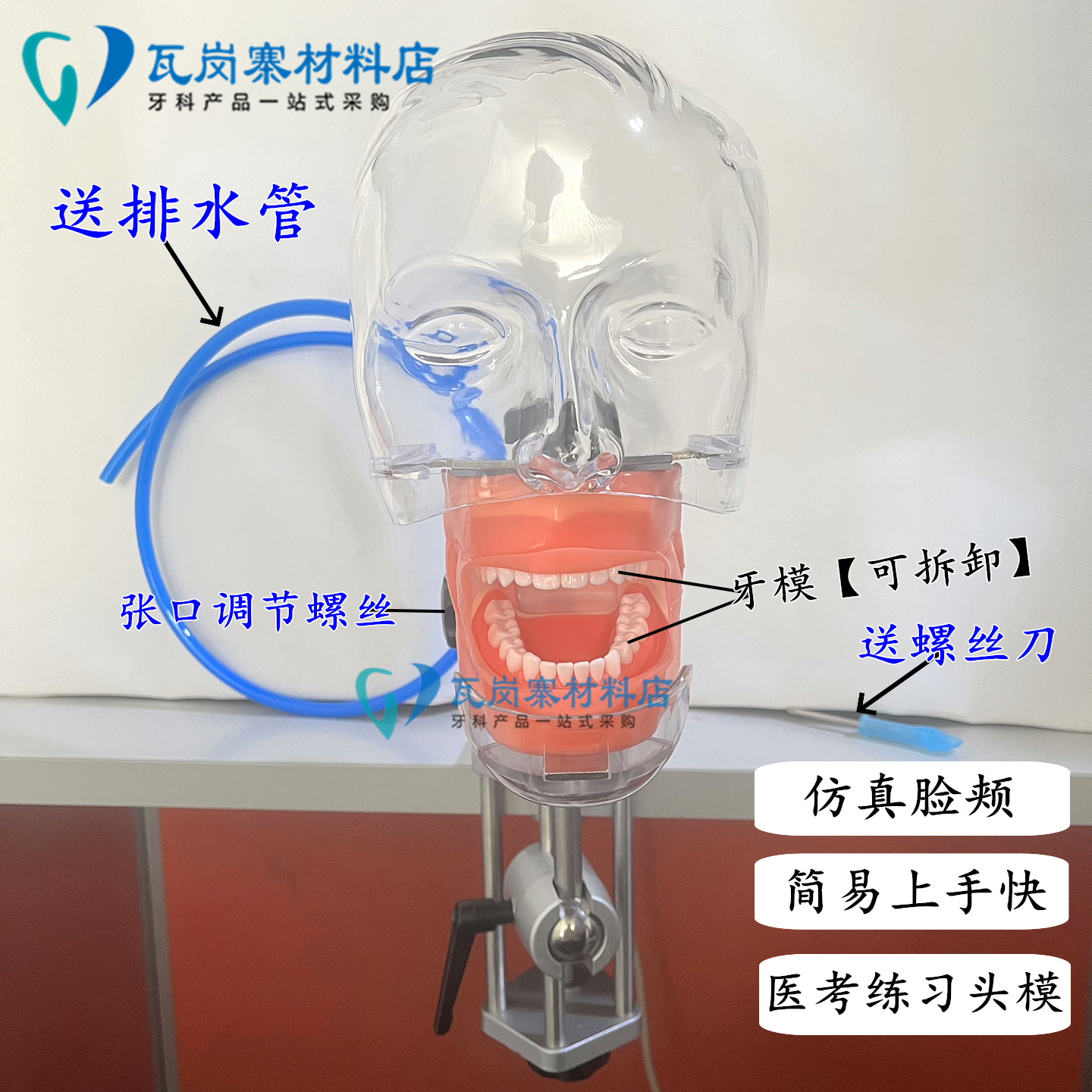牙科口腔仿真练习头模牙齿模型牙齿可拆卸备牙模型教学练习模型