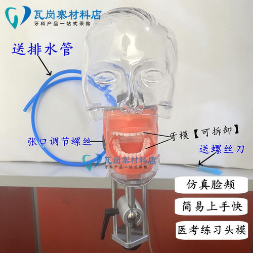 牙科口腔仿真练习头模牙齿模型牙齿可拆卸备牙模型教学练习模型