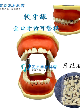 牙科口腔教学模型 牙周病模型 练习刮治结石 牙周分类医患沟通