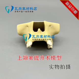 牙科口腔上颌窦提升模型 练习上颌窦提升术模型 种植练习教学T5