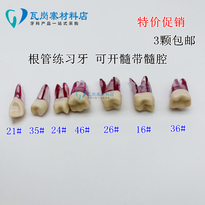 牙科口腔教学模型仿真树脂