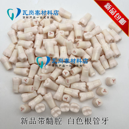 牙科口腔模型根管牙粒 离体白色根管牙粒 不透明根管开髓树脂牙粒