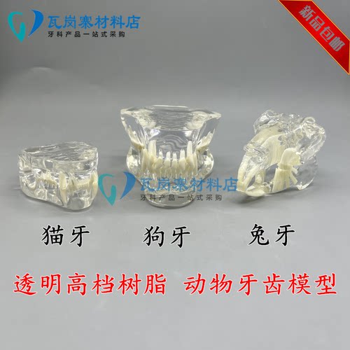 宠物牙齿模型狗牙猫牙口腔犬牙猫头兔头教学演示动物仿真模具兽医