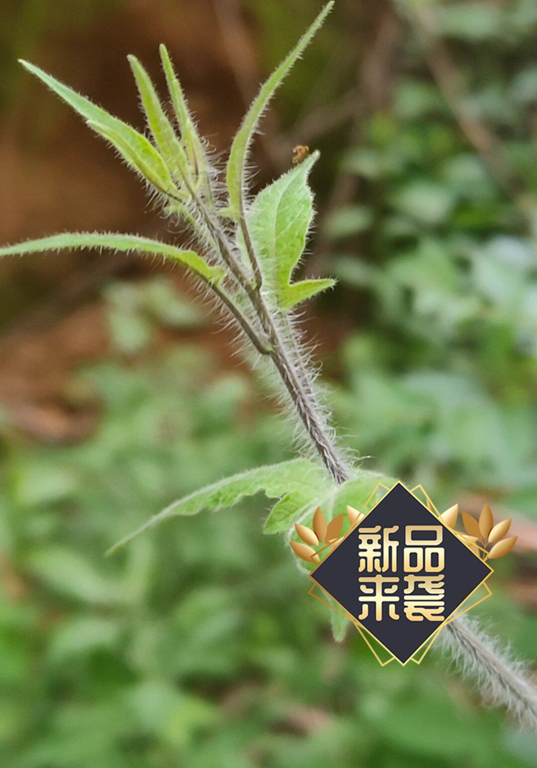 2024新鲜现采中草药白英排风藤 清热解毒500g掌柜推荐无硫薰品质