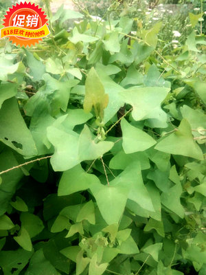 野生新鲜现采中草药杠板归蛇倒退500g清热利湿止痒掌柜推荐包邮