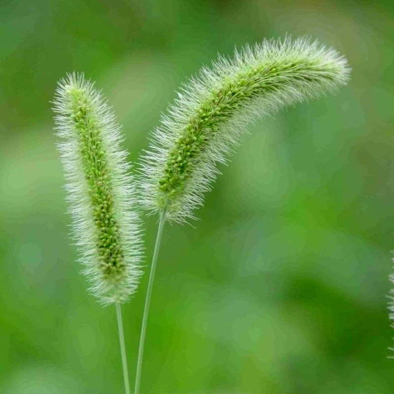 新鲜深山优质中药材光明草阿罗汗草稗子草狗尾草500g中国食用产品