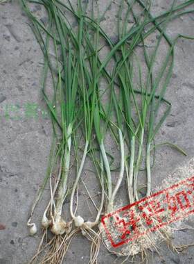 野薤白新鲜中药材4份包邮