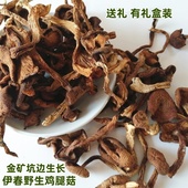可装 东北野生鸡腿菇干货 野山菌 伊春特产鸡腿蘑菇 礼盒 鸡腿蘑