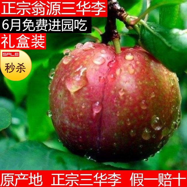 广东韶关翁源正宗三华李红心李子新鲜现摘现发水果爽脆甜10斤大果