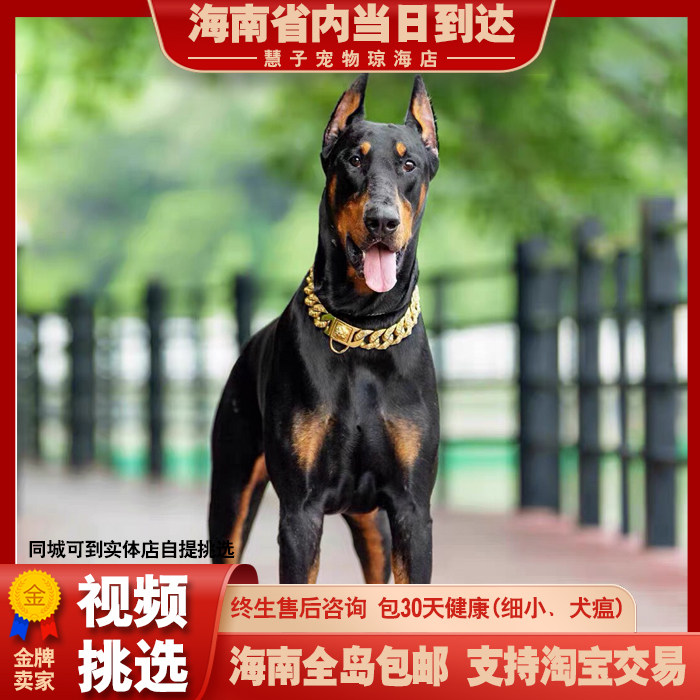 纯种杜宾幼犬活体笃宾犬德系杜宾护卫犬杜宾犬大型迷你杜宾狗狗