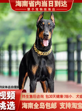 纯种杜宾幼犬活体笃宾犬德系杜宾护卫犬杜宾犬大型迷你杜宾狗狗