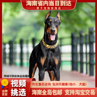 纯种杜宾幼犬活体笃宾犬德系杜宾护卫犬杜宾犬大型迷你杜宾狗狗
