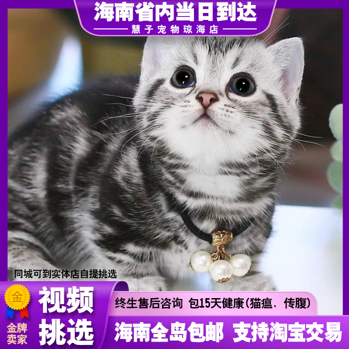 纯种美短猫幼猫矮脚美短标版虎斑美国短毛猫宠物猫咪活物