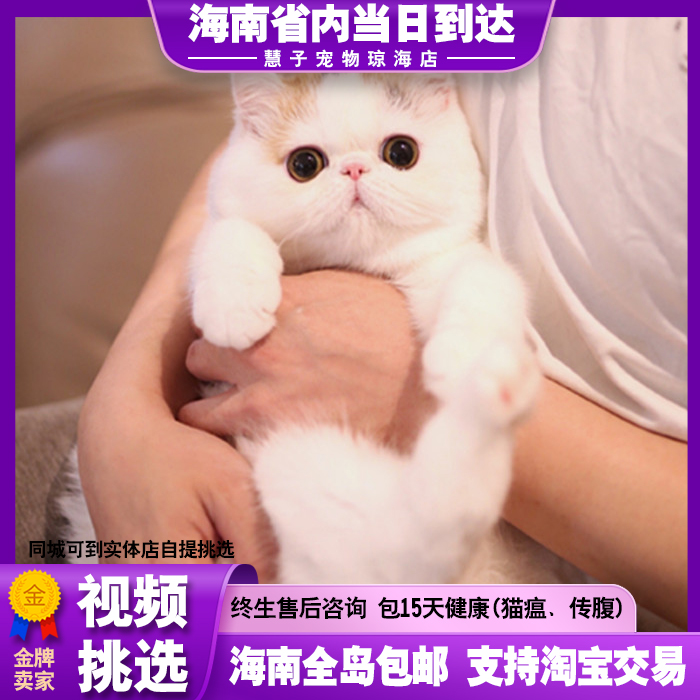 加菲猫纯种幼崽波斯猫曼基康大脸小猫咪宠物活的小奶猫幼猫咪活物