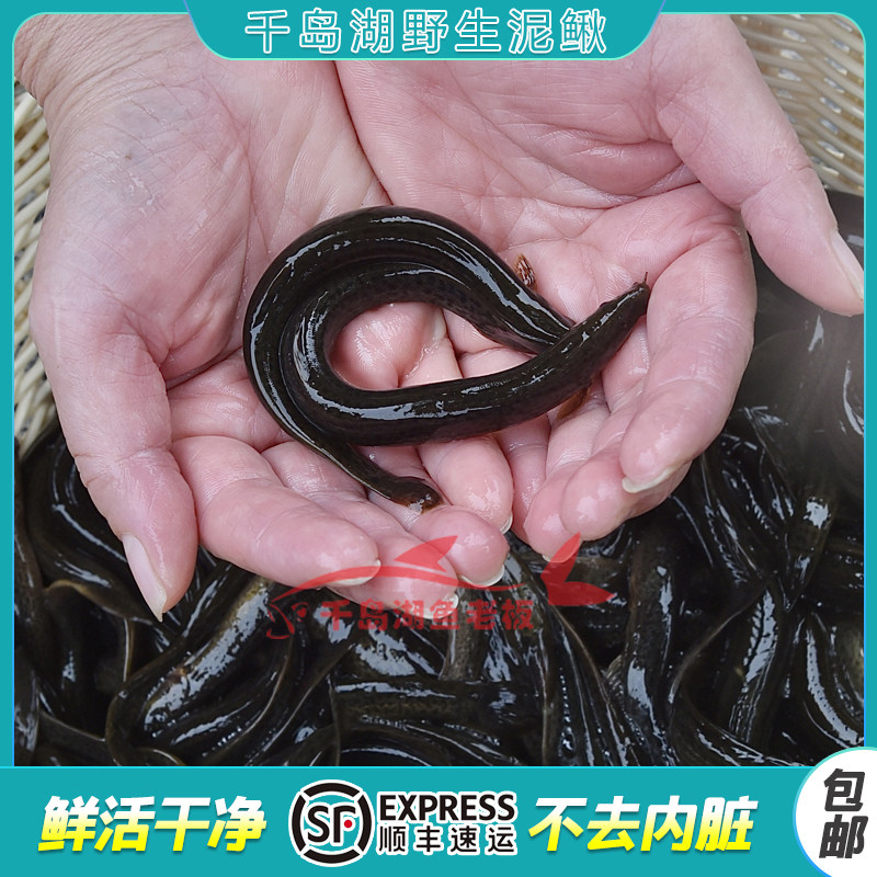 浙江千岛湖泥鳅干净不需要去肠子活鱼快递4斤袋装鲜活起发