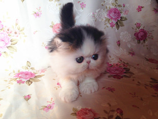 黑白高白弟弟 sold南京 CFA注册猫舍纯种加菲猫 集集名猫