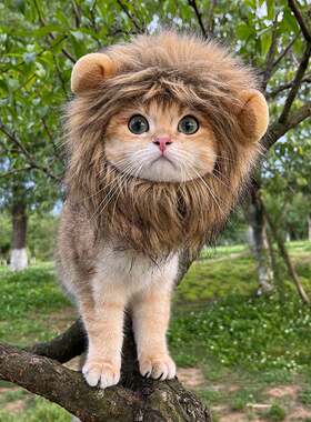 网红宠物猫咪狮子头套兔子耳朵青蛙小熊宠物帽子搞怪头饰装扮
