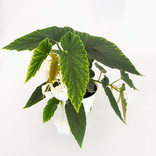 钻石莉莉秋海棠Begonia benigo 室内绿植 直播间精选