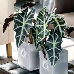 大仙女海芋 / 非洲面具  Alocasia poolly 室内绿植盆栽