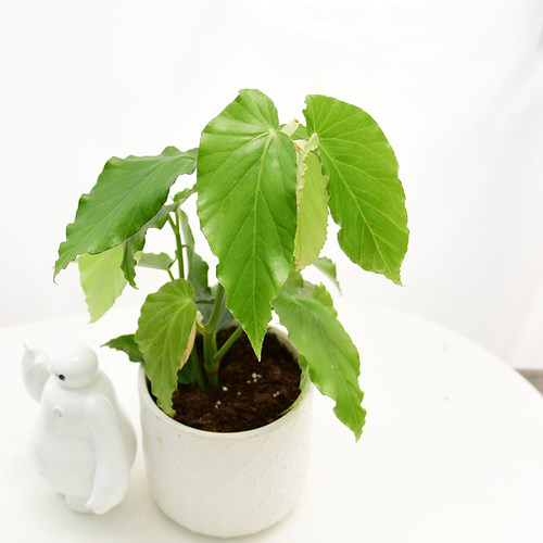 素贞秋海棠 室内绿植盆栽 直播间精选