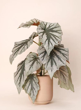 魔镜秋海棠  Begonia 'Looking glass'  网红室内绿植盆栽 直播间