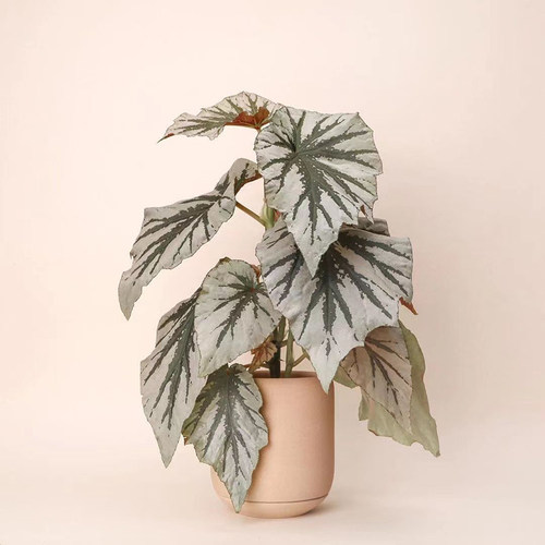 魔镜秋海棠  Begonia 'Looking glass'  网红室内绿植盆栽 直播间