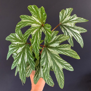 原种银斑乌头 Begonia aconitifolia 稀有品种珍藏级 直播间精选