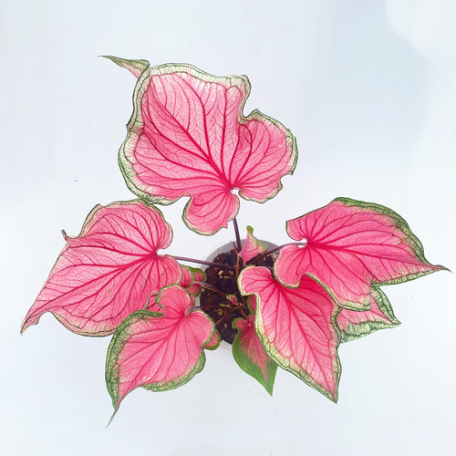 甜心彩叶芋   直播间精选一物一拍