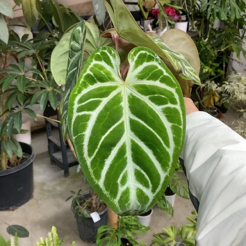 杂交花烛 B089 自繁 精选室内绿植盆栽 热植,鲜花速递/花卉仿真/绿植园艺,花烛,淘宝优惠券,粉丝福利购,淘宝优惠卷