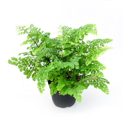 德国人铁线蕨 室内绿植盆栽