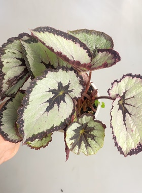 Dresscode  着装规则秋海棠  Begonia  室内绿植盆栽
