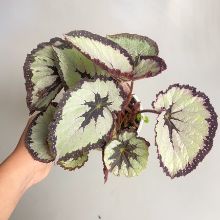 Dresscode  着装规则秋海棠  Begonia  室内绿植盆栽