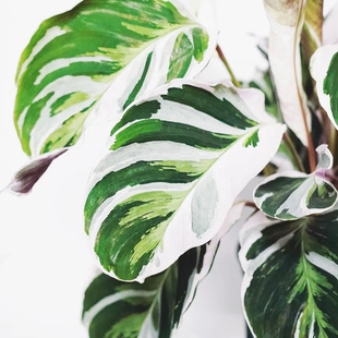 白油画竹芋  Maranta  'Fusion White' 白锦网红室内绿植盆栽