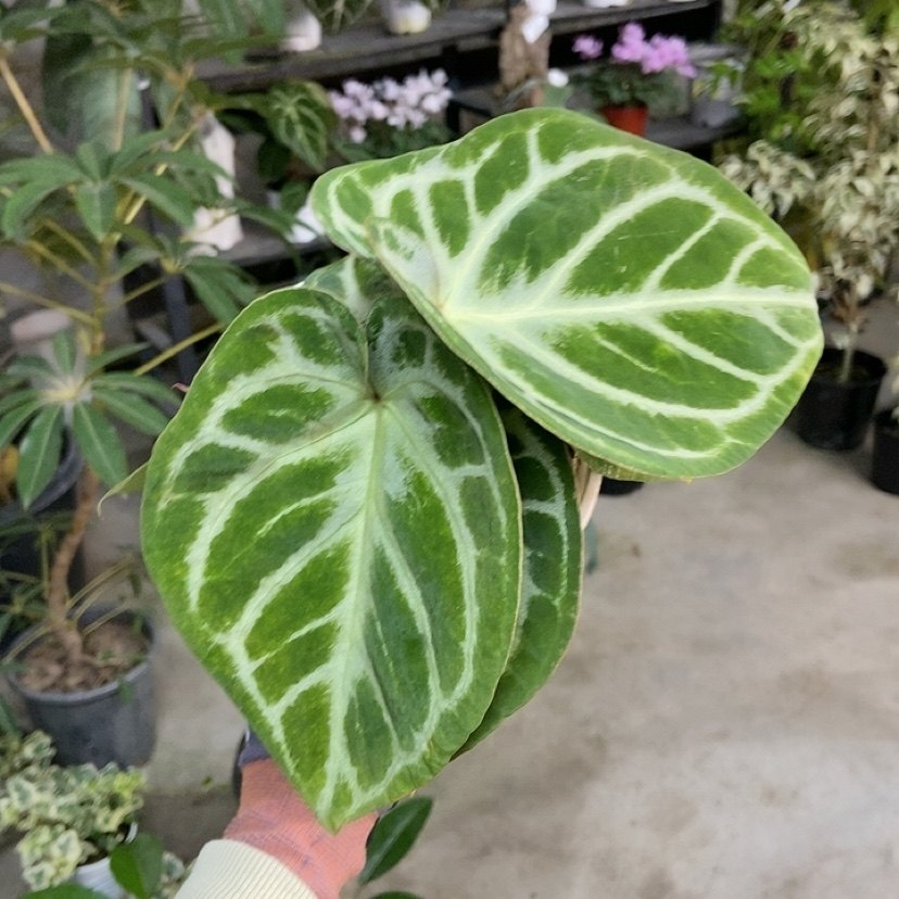 杂交花烛 B071 精选室内绿植盆栽 热植,鲜花速递/花卉仿真/绿植园艺,花烛,淘宝优惠券,粉丝福利购,淘宝优惠卷