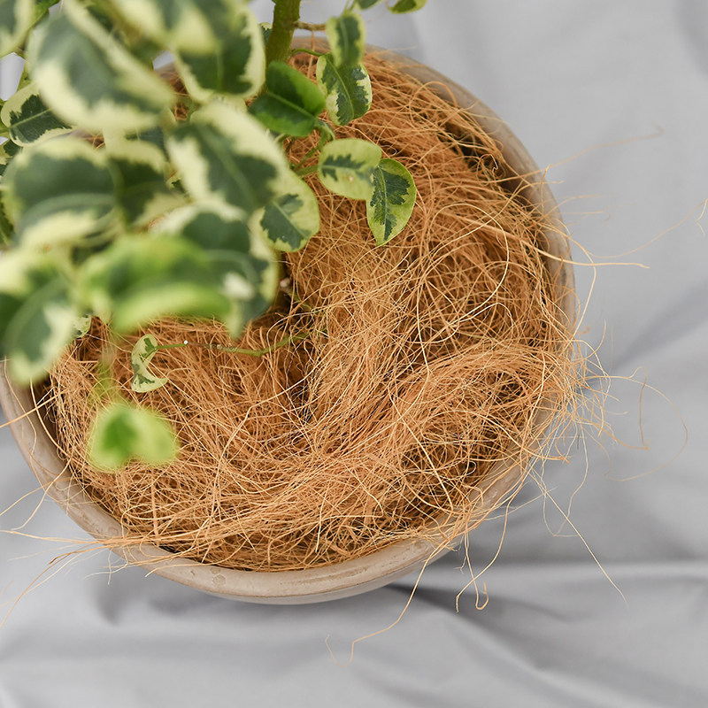 铺面装饰椰棕丝 50g 美化花盆 填充物 铺面草椰丝  盆栽装饰