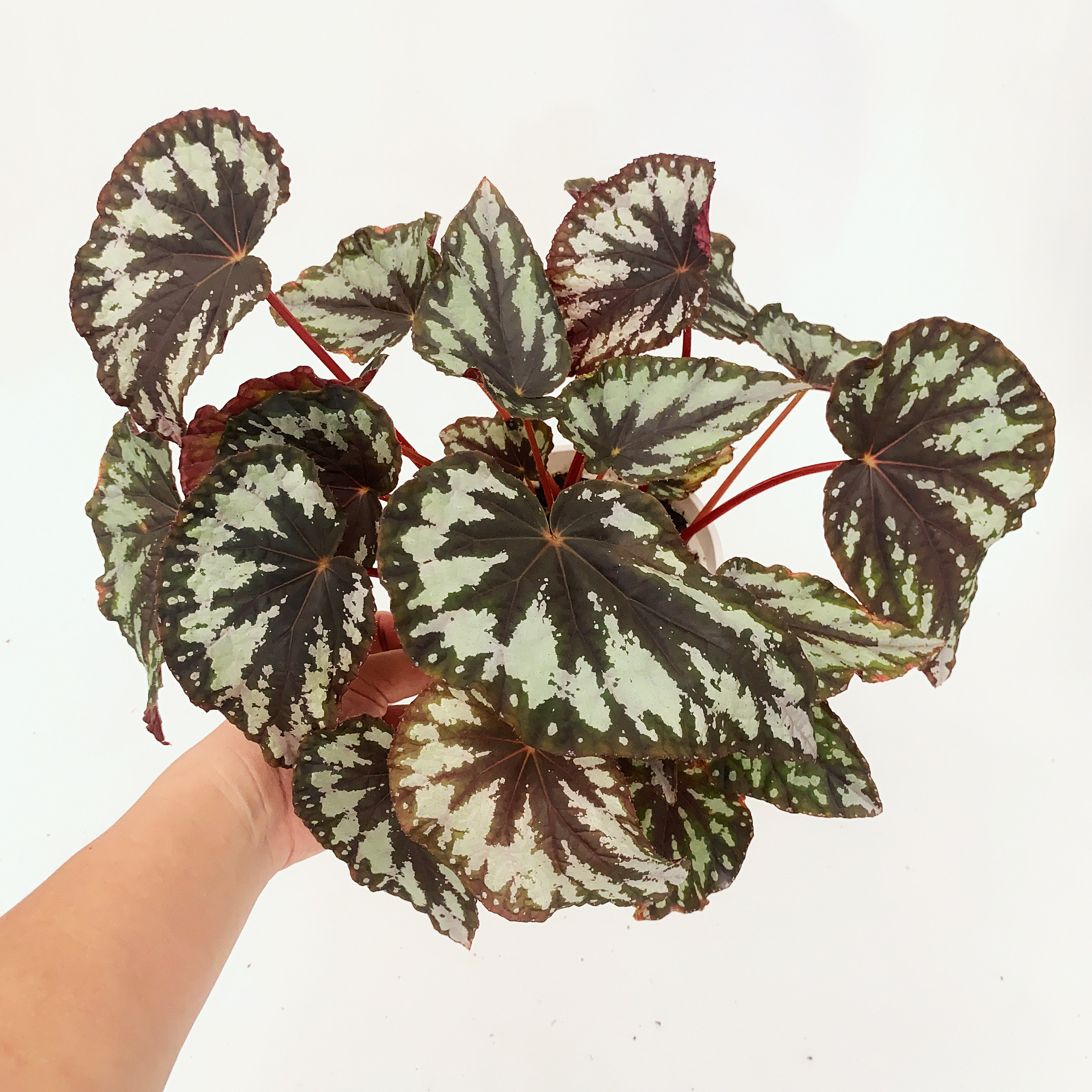 香雪秋海棠 一物一拍    网红室内盆栽,鲜花速递/花卉仿真/绿植园艺,秋海棠,淘宝优惠券,粉丝福利购,淘宝优惠卷