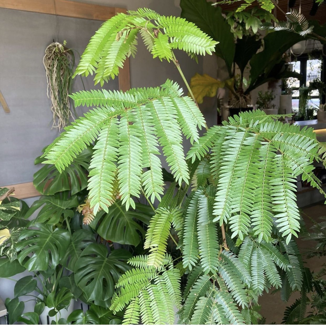 密叶猴耳环 Cojoba arborea var. angustifolia 室内观叶绿植盆栽 - 实物图