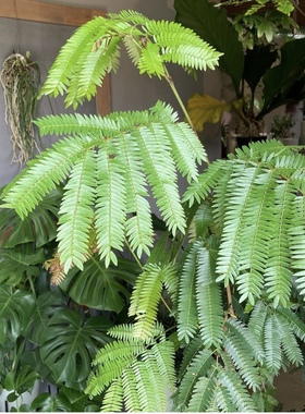 密叶猴耳环 Cojoba arborea var. angustifolia 室内观叶绿植盆栽