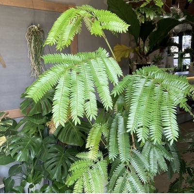 密叶猴耳环室内绿植盆栽直播间