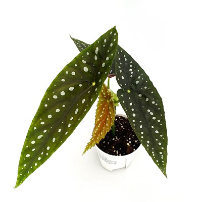 塞拉山王秋海棠 直播间精选