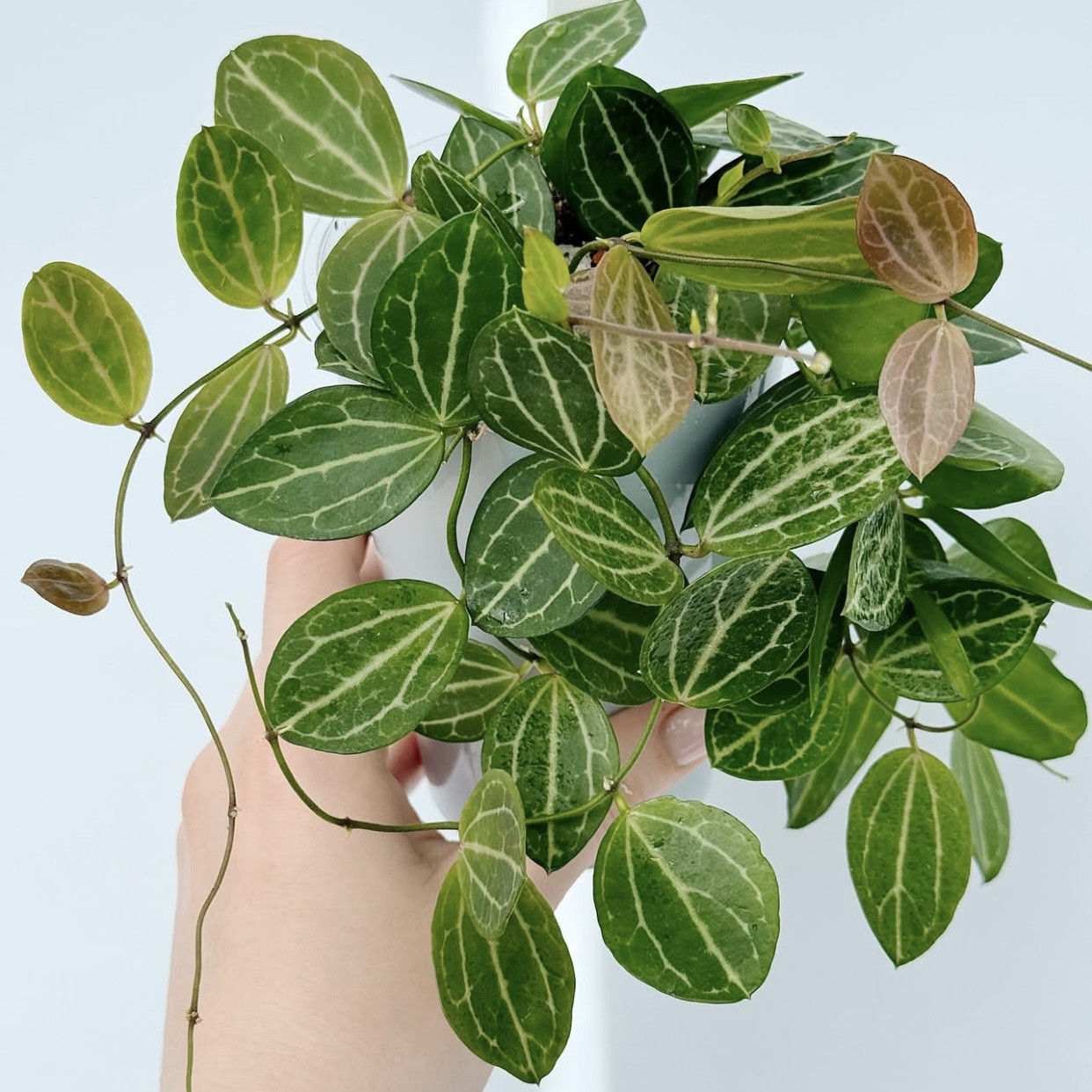 西瓜皮眼树莲  Dischidia 室内观叶绿植