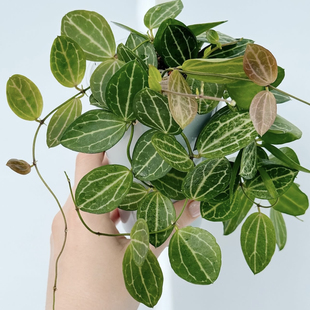 西瓜皮眼树莲  Dischidia 室内观叶绿植