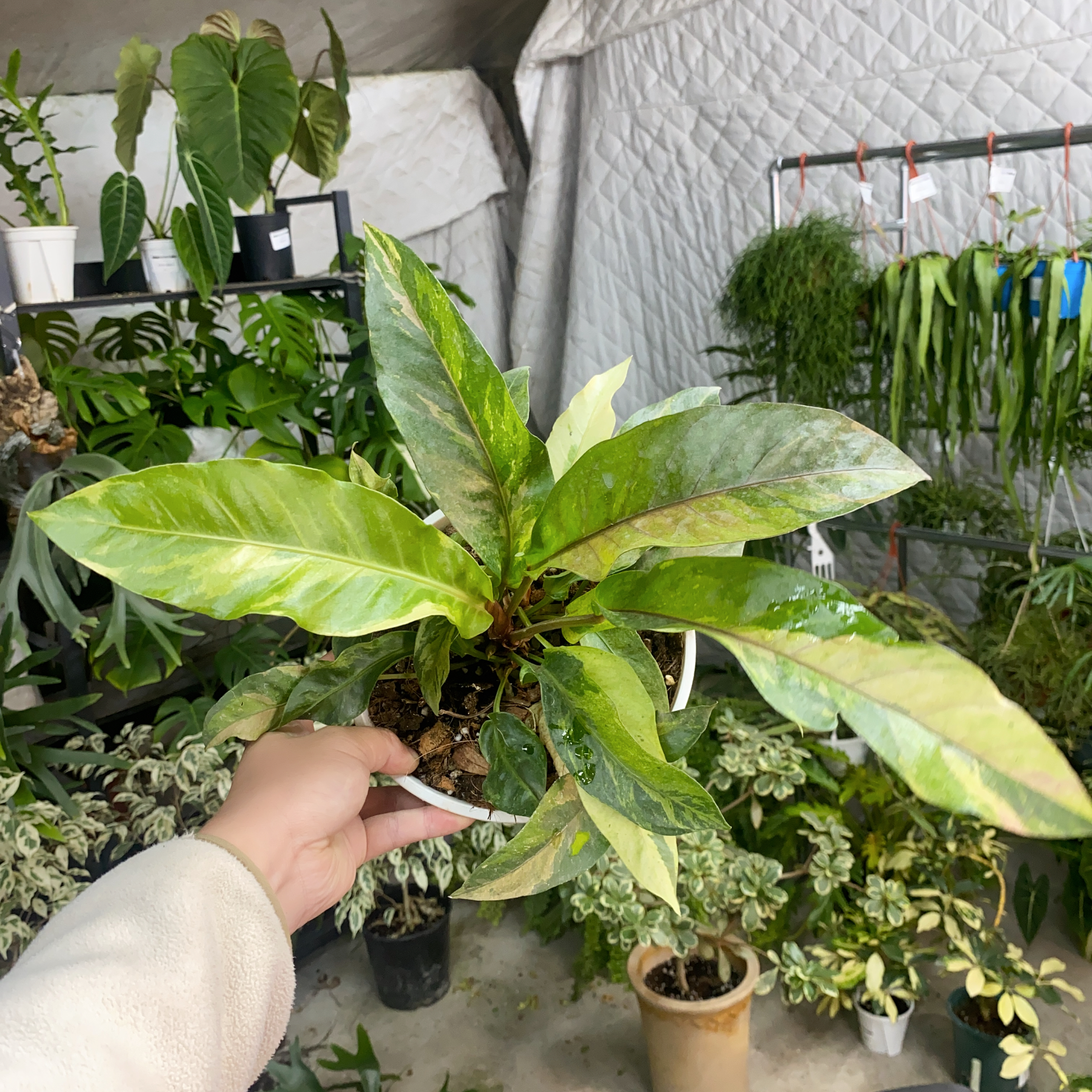 黑龙花烛锦 粉白锦 Anthurium 精选室内绿植盆栽 热植