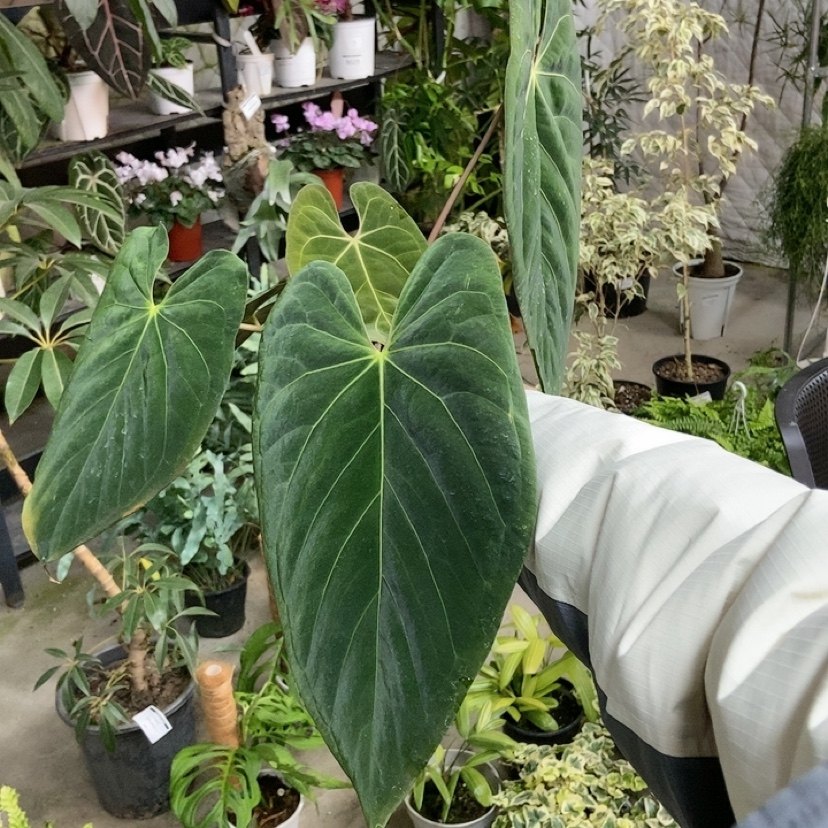 杂交花烛 B092 自繁 精选室内绿植盆栽 热植,鲜花速递/花卉仿真/绿植园艺,花烛,淘宝优惠券,粉丝福利购,淘宝优惠卷