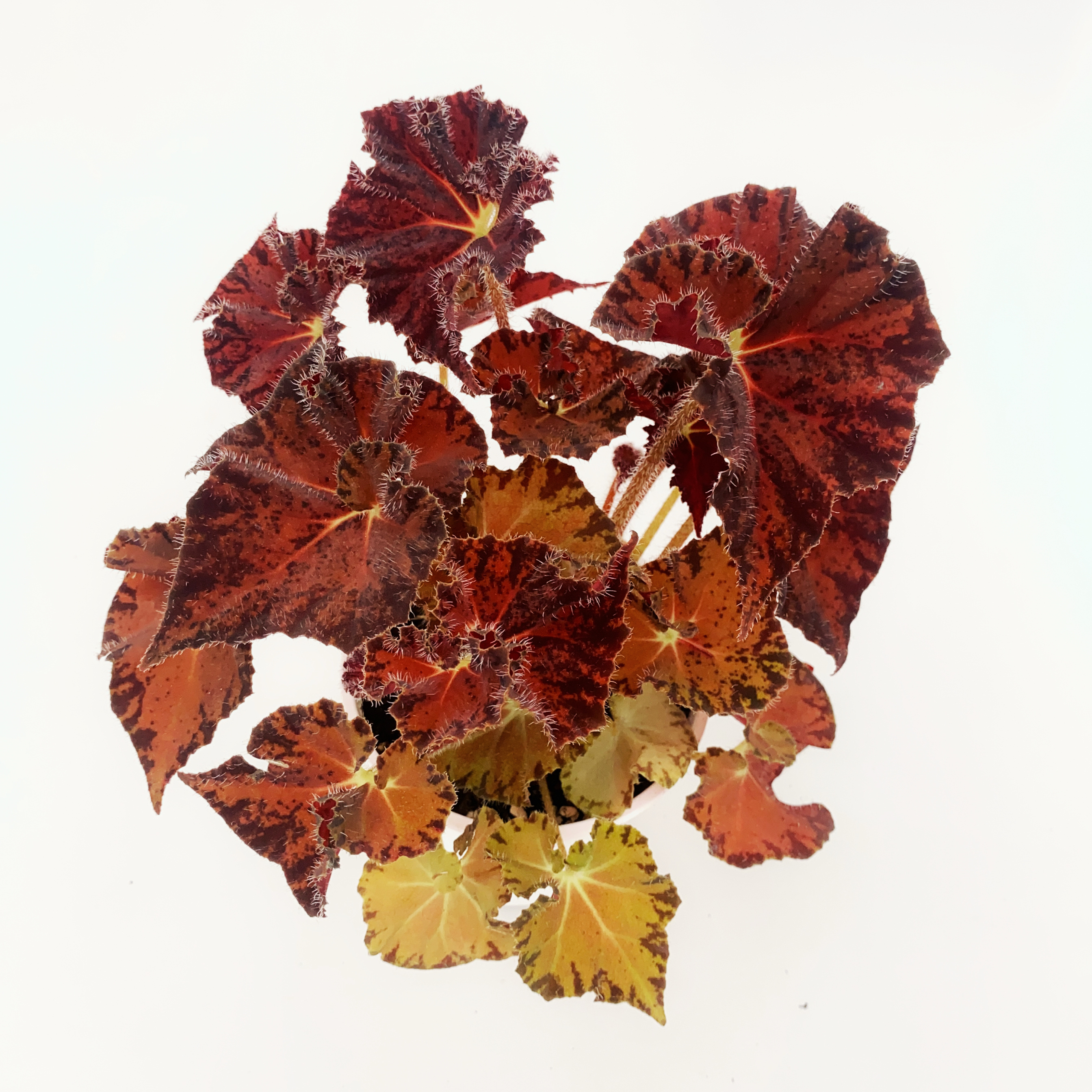 诸神黄昏秋海棠室内盆栽