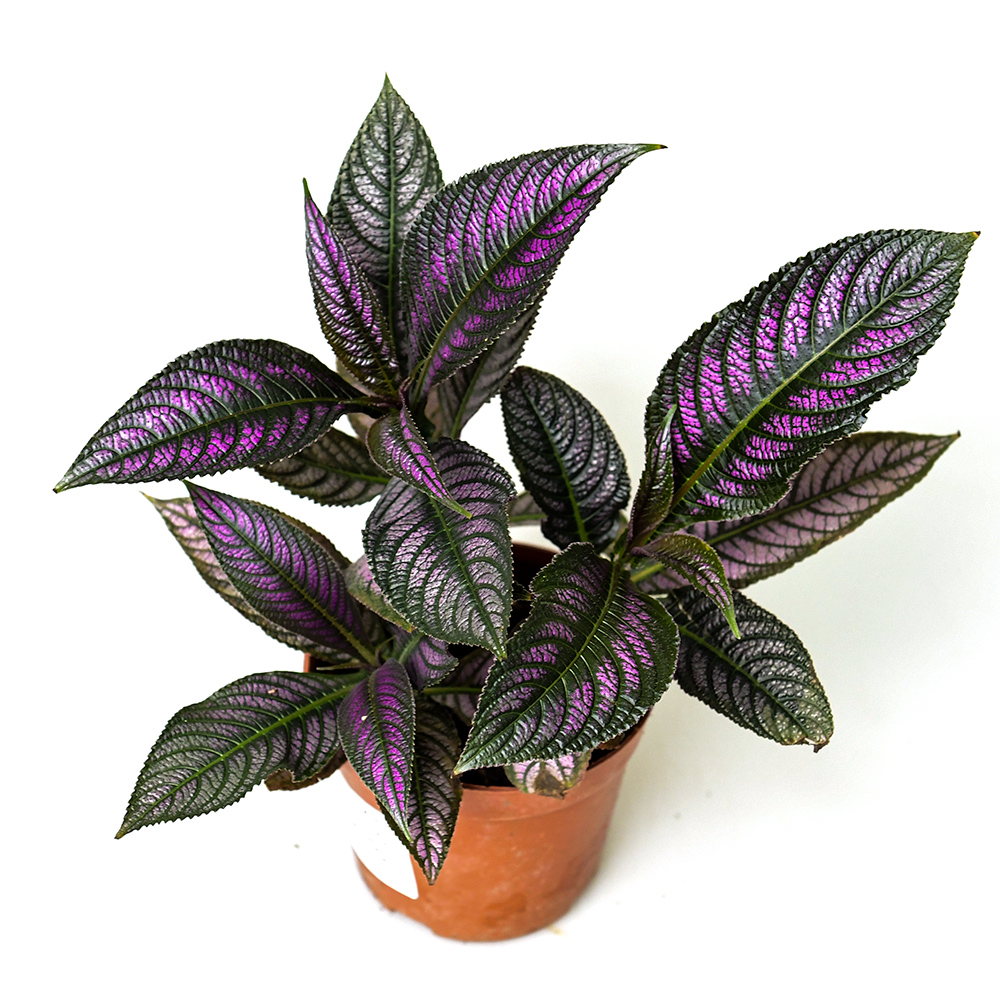 波斯红草室内绿植盆栽