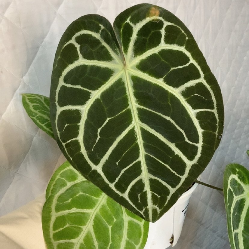 杂交花烛 B080 自繁 精选室内绿植盆栽 热植,鲜花速递/花卉仿真/绿植园艺,花烛,淘宝优惠券,粉丝福利购,淘宝优惠卷