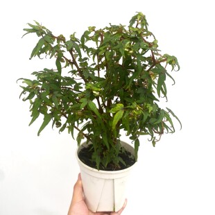 银叶开普敦秋海棠 网红室内绿植盆栽 直播间精选